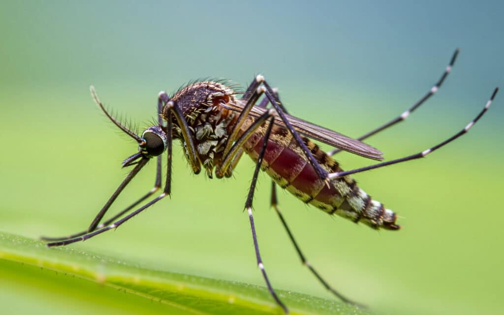 Mosquito perched on a green leaf, displaying detailed legs, wings, and body markings, symbolizing efficient natural organization.