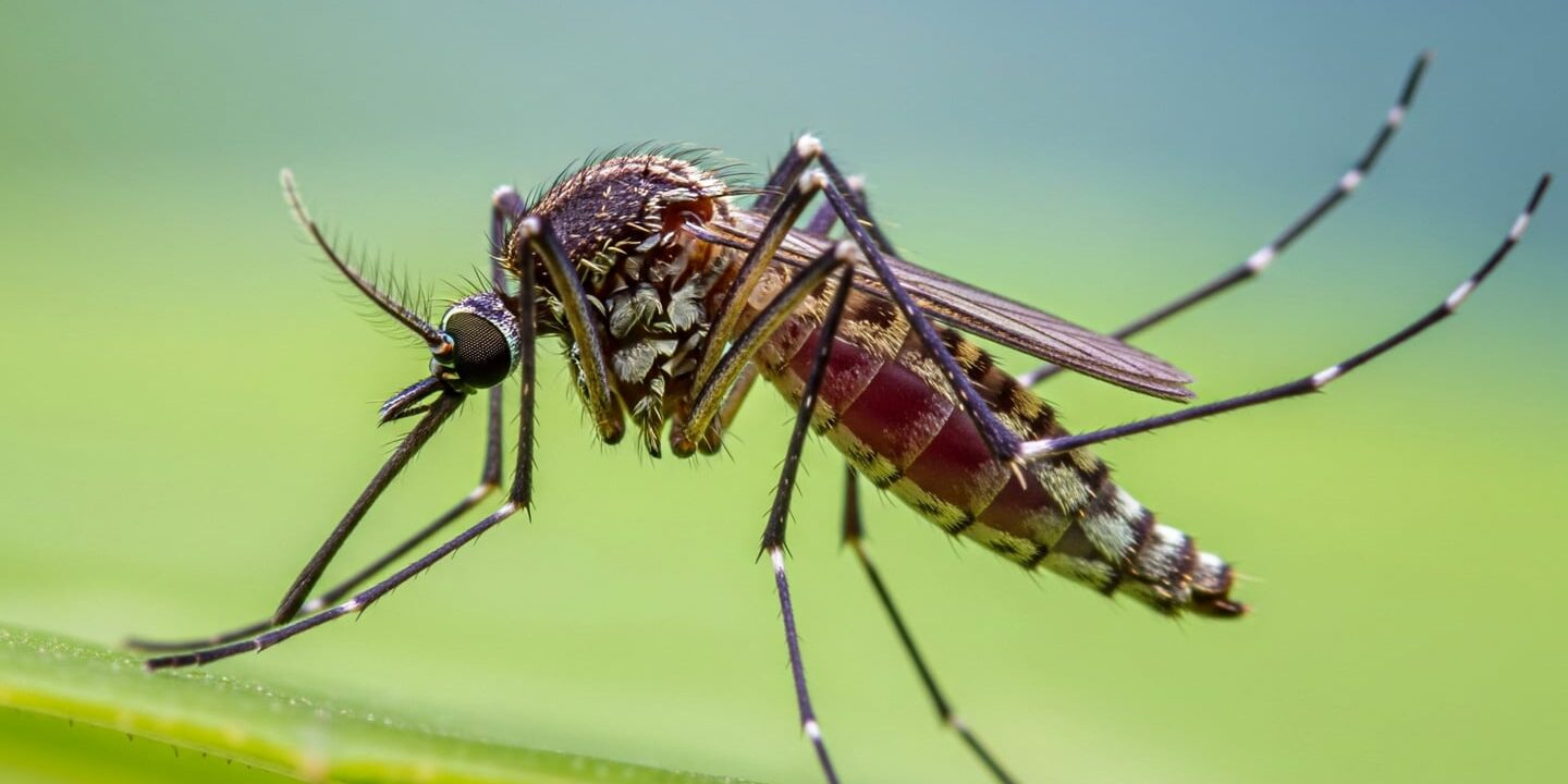 Mosquito perched on a green leaf, displaying detailed legs, wings, and body markings, symbolizing efficient natural organization.
