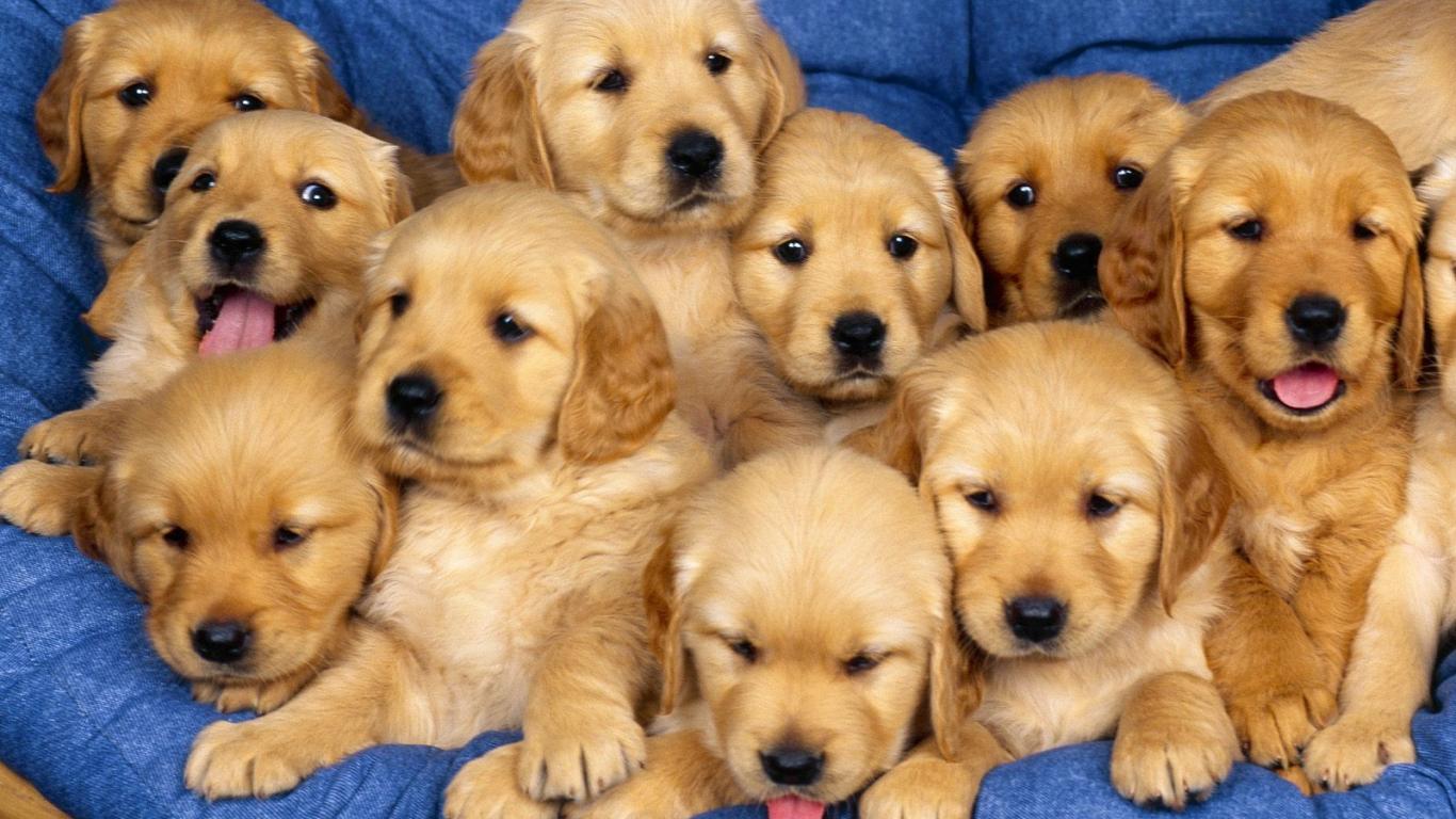 puppies-spanish-mastiff-free-hd-images-154835-1